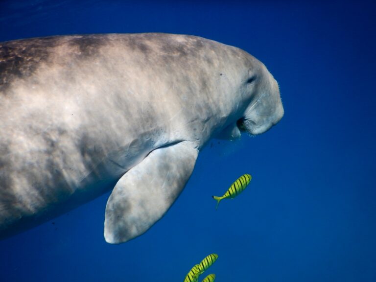 Mezi sirény patří i dugongové. Ilustrační foto autor