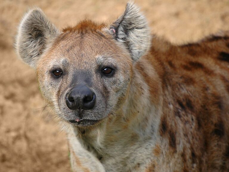 Hyena skvrnitá. Zdroj foto: Marieke Kuijpers, CC BY 2.0, via Wikimedia Commons