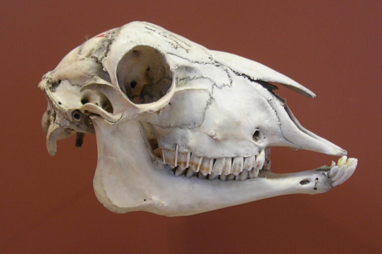 Proč se pod posmrtnou maskou skrývá ovčí lebka? Vědci stále hledají odpovědi, foto Vassil / Creative Commons / Volné dílo