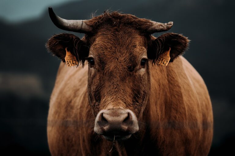 Asi dvacet krav z ranče Cookových zahynulo z nevysvětlitelných příčin, foto Pixabay
