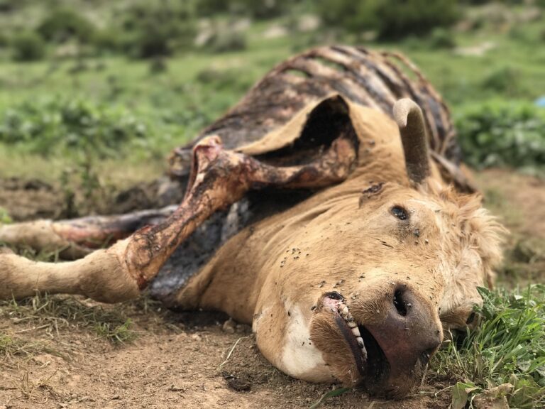 Chybějící části mrtvých krav vypadají jako by byly odstraněny chirurgickým nástroji, foto Pixabay