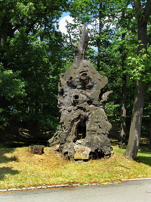 Osecký dub je místním památným stromem. Foto: Czech Wikipedia user Packa, CC BY-SA 3.0 , via Wikimedia Commons