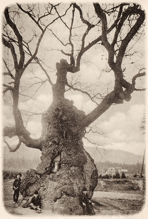 K památnému dubu se váže legenda... Foto: Old postcard / scan, Public domain, via Wikimedia Commons