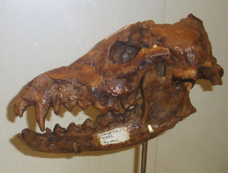Lebka psovité šelmy z již vyhynulé skupiny Xenocyon. Zdroj foto: Ghedoghedo, CC BY-SA 3.0 , via Wikimedia Commons