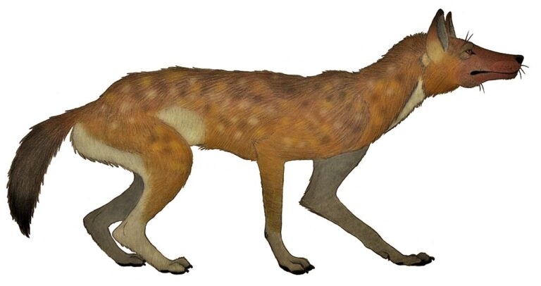 Zvíře pozorované v Etiopii se podobá i již vyhynulé psovité šelmě ze středomořského ostrova Sardinie. Jde o druh Cynotherium sardous. Zdroj obrázku: Mariomassone (talk) 21:59, 26 November 2018 (UTC), CC BY 4.0 , via Wikimedia Commons