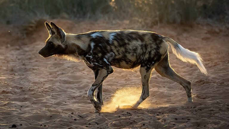 Africký divoký pes. Zdroj foto: AfricanConservation, CC BY-SA 4.0 <https://creativecommons.org/licenses/by-sa/4.0>, via Wikimedia Commons