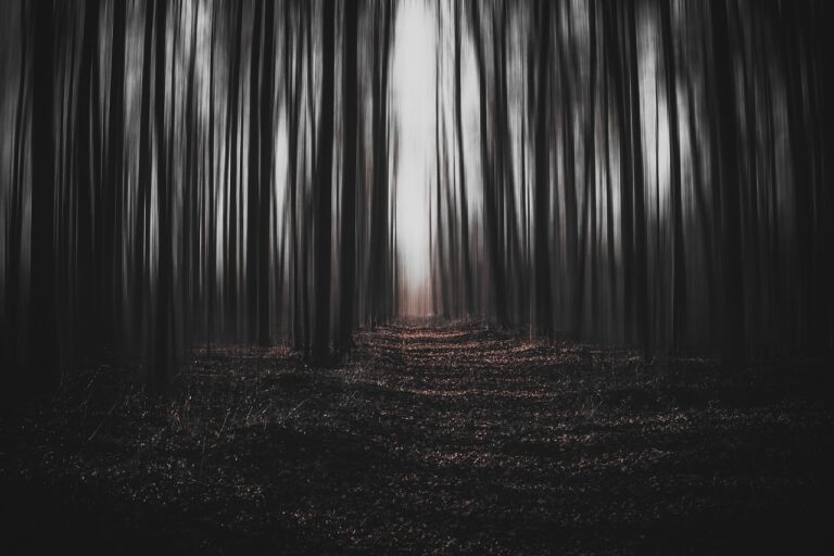 Jak vysvětlit údajné fotografie UFO, které měly v lese vzniknout?