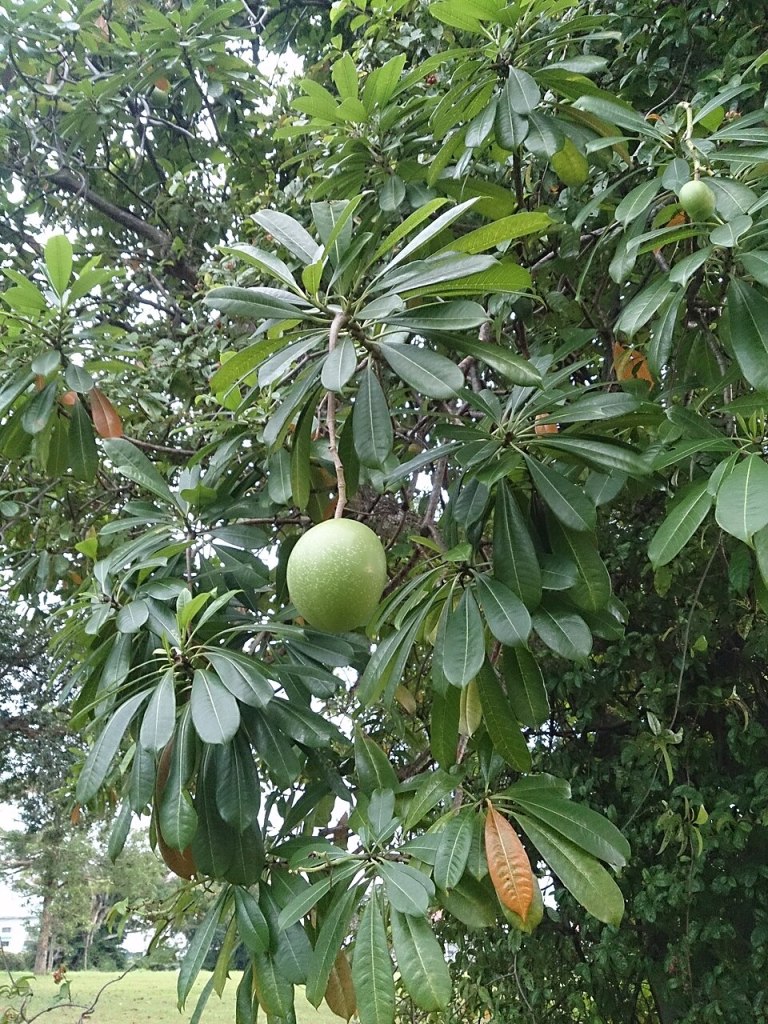 Detail plodu… Někomu může připomínat mango. Bohužel, tato záměna by byla patrně osudová.