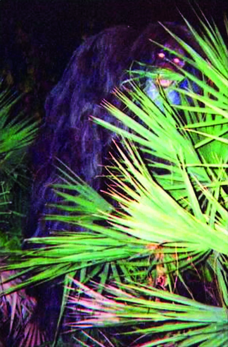 Když se v roce 1974 vydají do parku Big Cypress, nejdříve je do nosu praští strašlivý zápach.