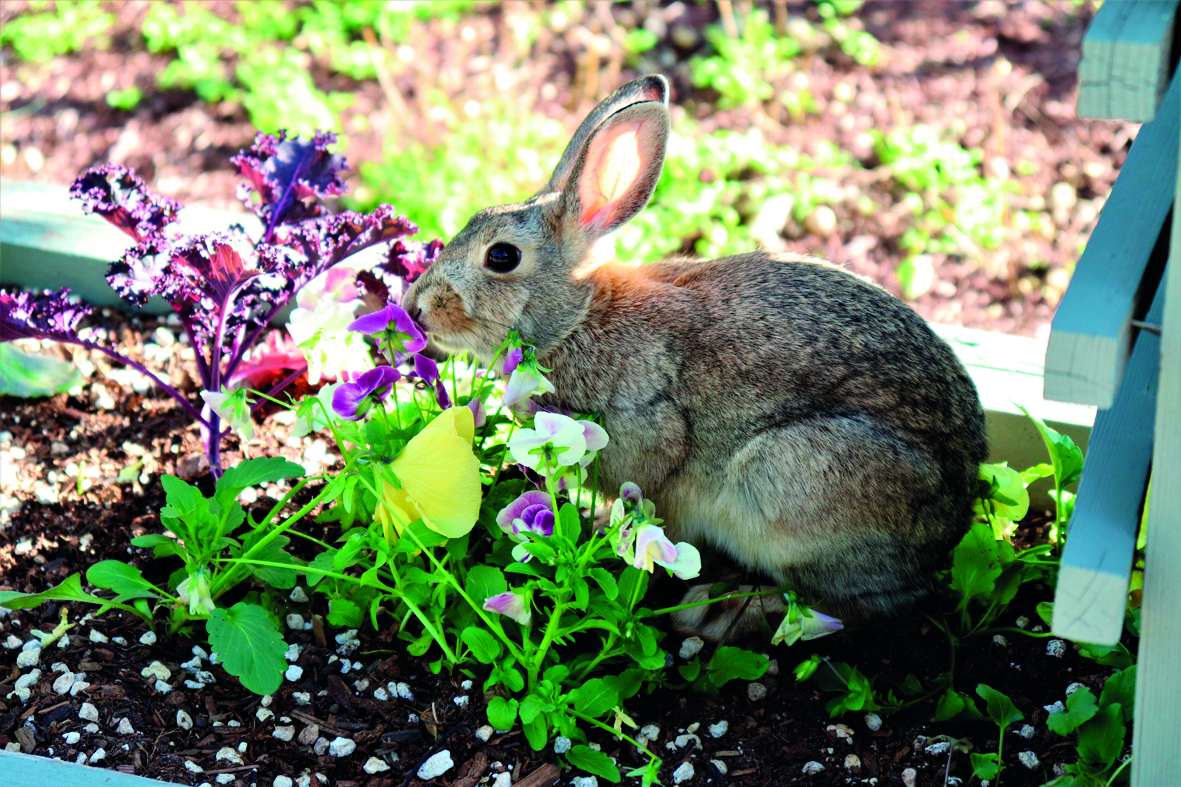 small Rabbit eating spring flowers