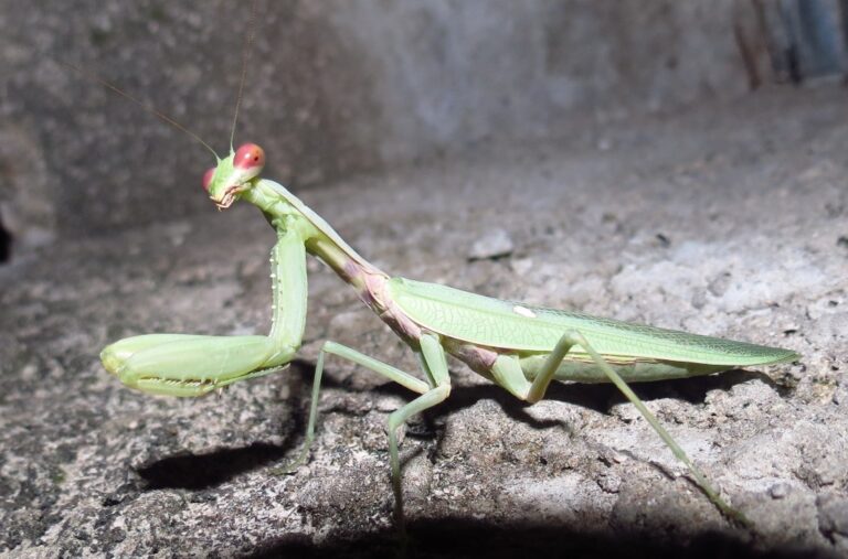 Kudlanka nábožná (Mantis religiosa)