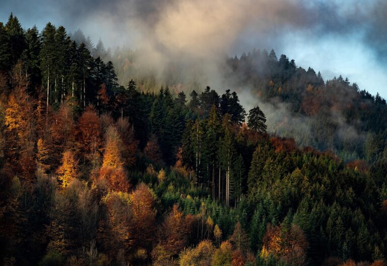 Tyto husté a temné lesy skrývají mnoho nevysvětlených tajemství. Pixabay