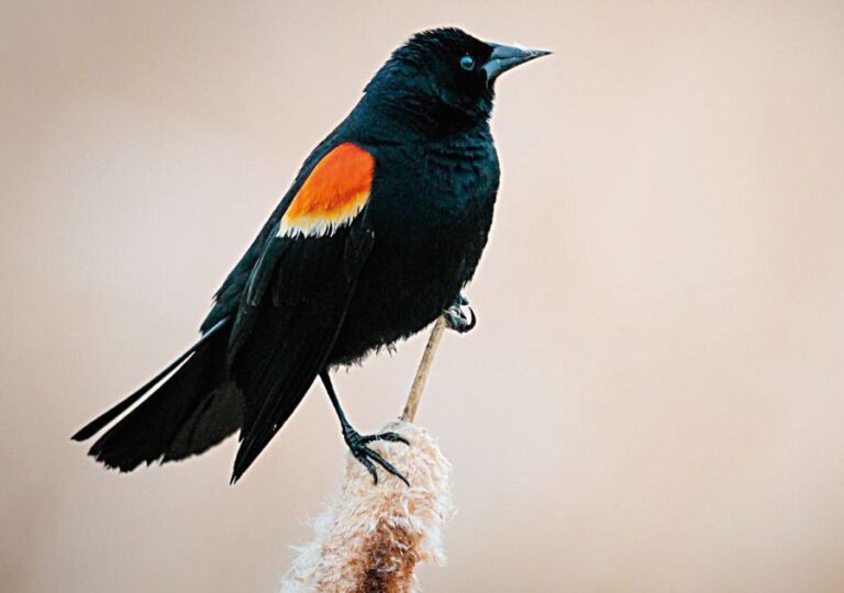 Podivné chování kosů na Silvestra roku 2010 vyvolává dohady i dnes. Foto: Shutterstock