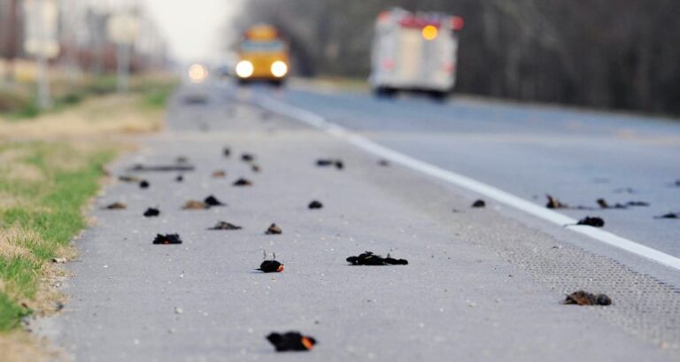 U silnic ve městě posbírali záchranáři následujícího dne téměř pět tisíc mrtvých ptáků. Foto: audubon