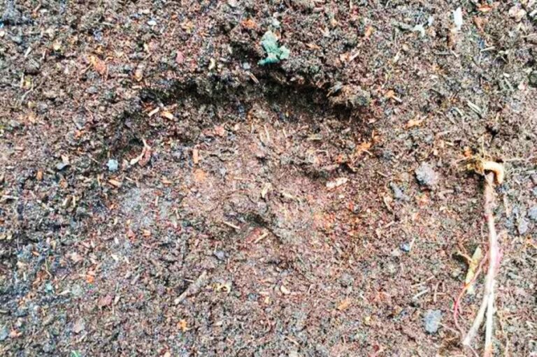 Občas se po záhadných šelmách v Anglii najdou otisky stop. Komu patří, se ale nedaří určit.