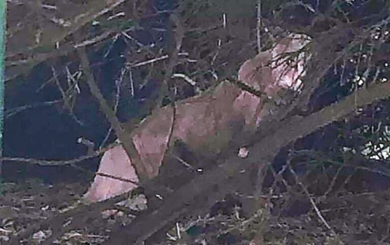 Bestie z Bowness pořízená roku 2020. Jde jen o šelmu uprchlou ze zoo či z cirkusu?