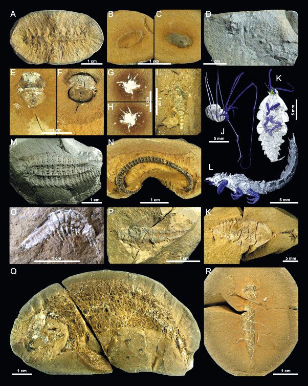 V Austrálii nebo například ve Francii (obr. vpravo) byly nalezeny zajímavé zkameněliny. Jejich existence nahrává teorii o potopě. Foto: Science Direct