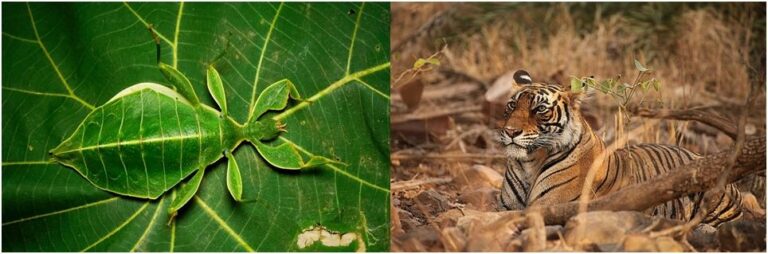 Mimikry v pozemské přírodě. Foto: Creative commons