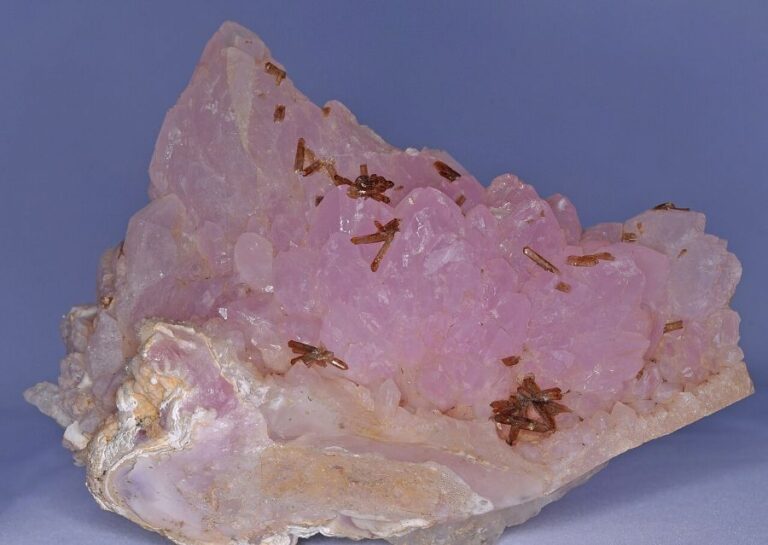 Růženín symbolizuje otevřenost i jemnost. Foto: Parent Géry/Creative Commons/CC BY-SA 3.0