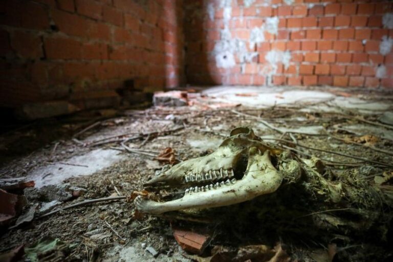 Uvnitř chorvatského domu lidé i zvířata cítí přítomnost čehosi nadpřirozeného.