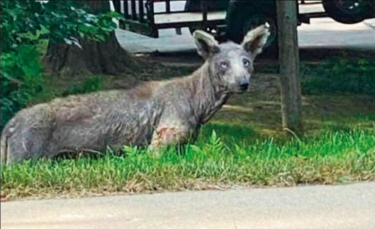 Podle mluvčího miamské zoo jde nejpravděpodobněji o kojota trpícího prašivinou v pokročilém stadiu.