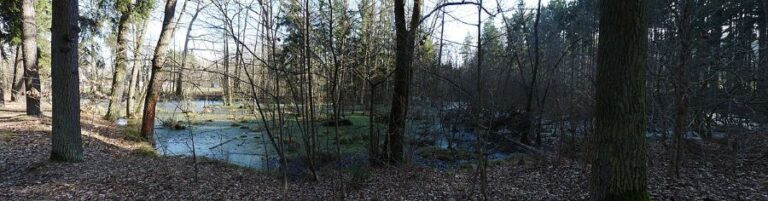 Mokřady v Branišovském lese. Foto: Czeva/Creative Commons/CC BY-SA 3.0