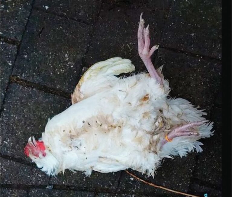 Na první pohled nebylo patrné, co se osmnácti slepicím stalo. Pak vyšlo najevo, že jim cosi vysálo krev.