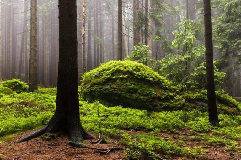 Podle legend se právě u Babinského kamene může skrývat ztracený poklad slavného loupežníka...