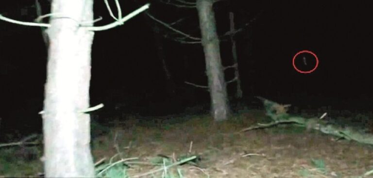 Tento snímek pochází z roku 2015. Co nebo koho to lidé v Cannock Chase vídají?