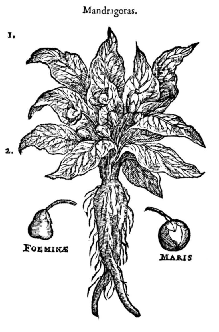 Ilustrace mandragory z roku 1583. Kořen připomíná lidskou postavu. Foto: Dodoens, Rembert, 1583. Stirpium historiae pemptades sex sive libri XXX. Antverpiæ, ex officina Christophori Plantini. (scanned from Reprint 1979, Uitgeverij de Forel, Nieuwendijk/Creative Commons/Public Domain