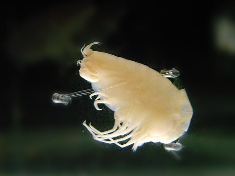Korýš Hirondellea gigas patří k tvorům schopným přežít v nejhlubších částech Mariánského příkopu, pod tlakem přes tisíc atmosfér. Foto: Daiju Azuma / Wikimedia Commons / CC BY-SA 2.5