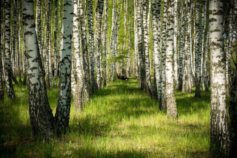 Les nemusí být vždy idylické místo, i když tak na první pohled vypadá. Foto: Pixabay