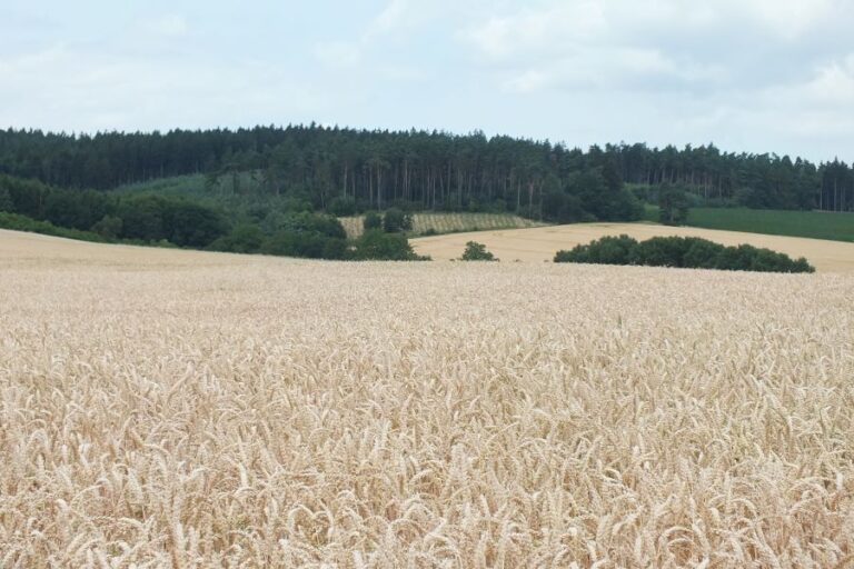 S Velkým Kosířem jsou svázané některé pověsti. Foto: Jan Kameníček/Creative Commons/CC BY SA 3.0