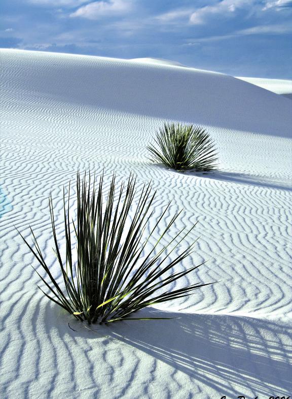 Odkud se na jediném místě planety vzalo tolik zrnek sádrovce? Typická snová scéna White Sands – dokonale bílé duny, tu a tam protkané keříky yuccy.